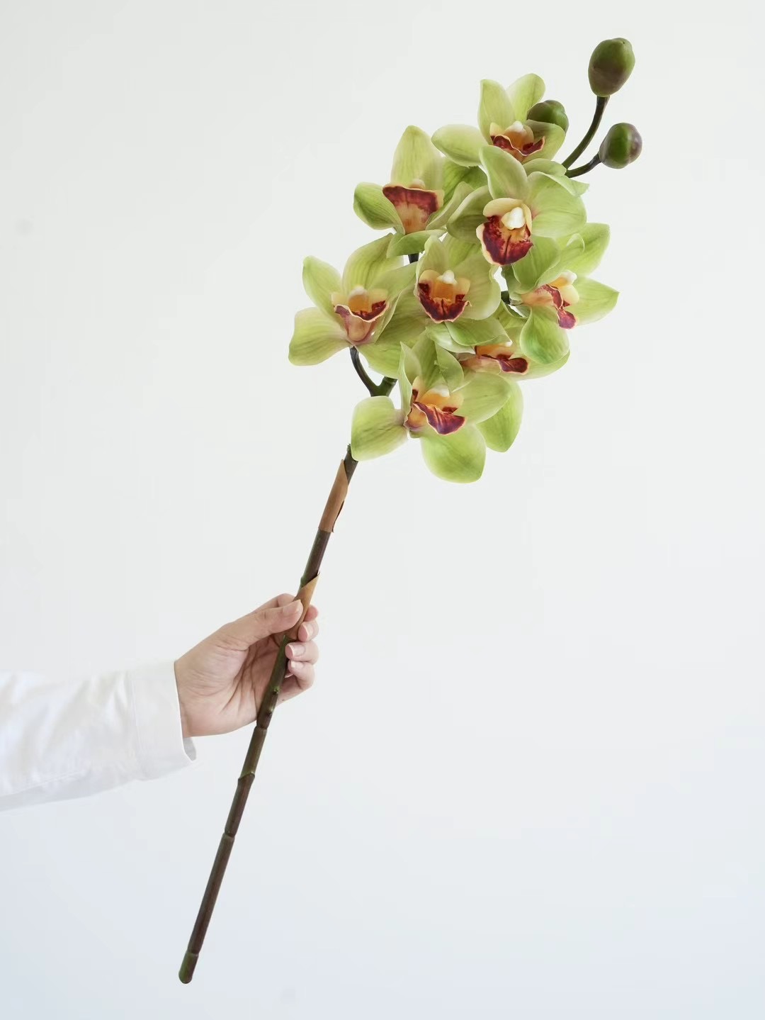 Cymbidium