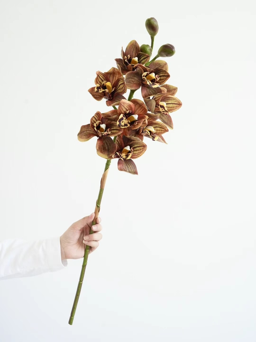 Cymbidium