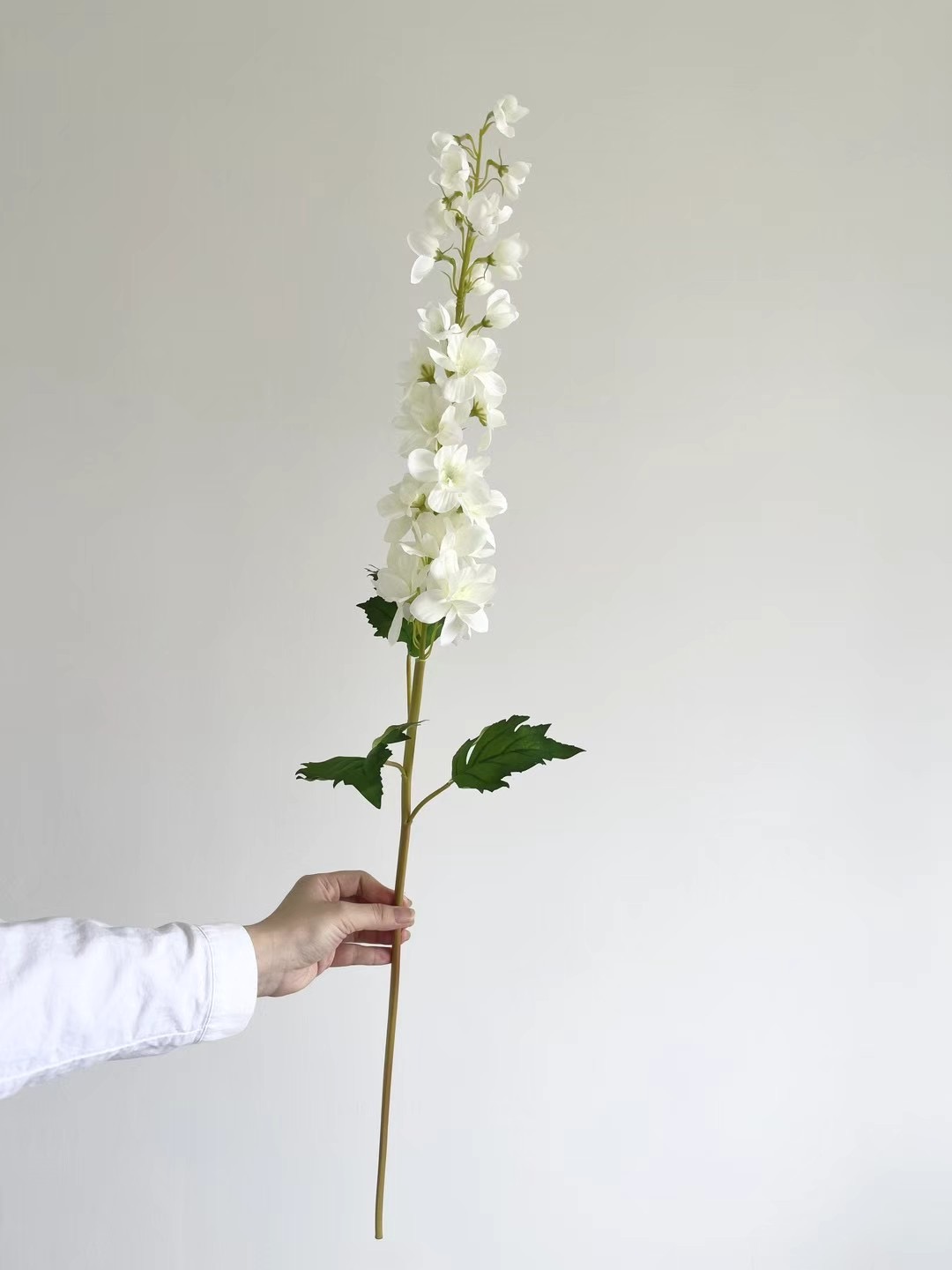Delphinium