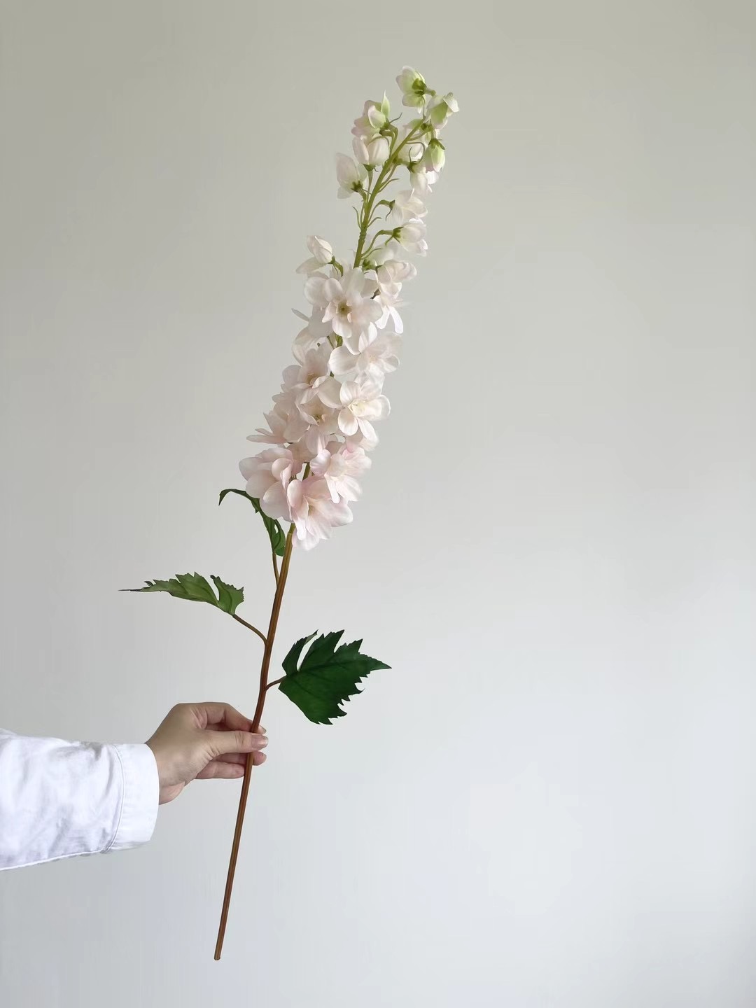 Delphinium
