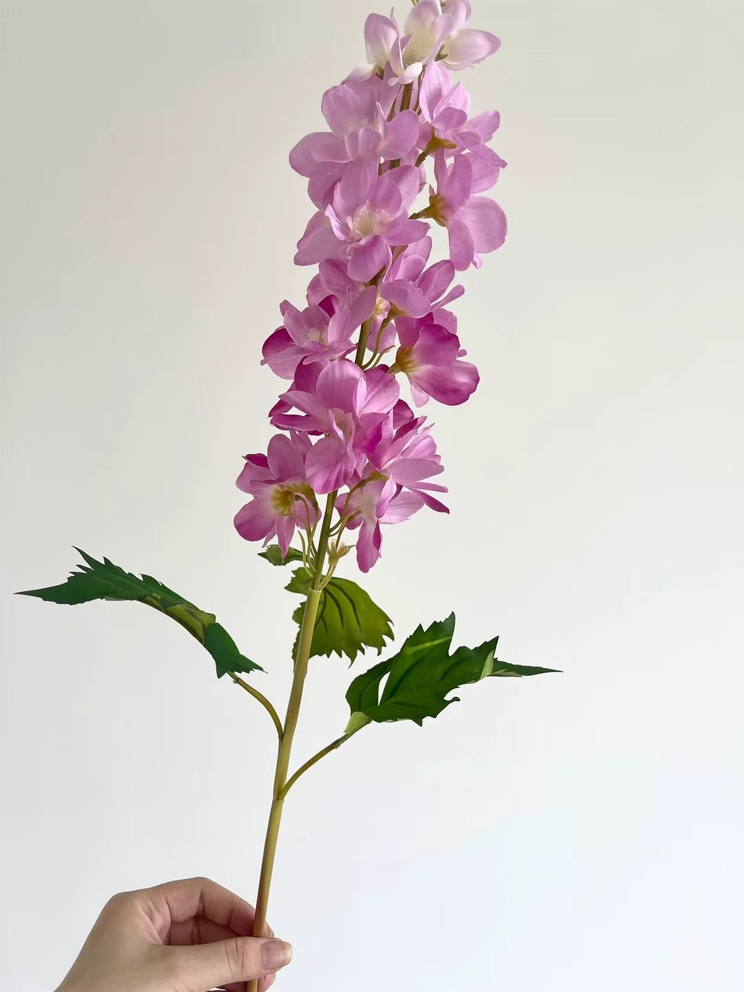 Delphinium