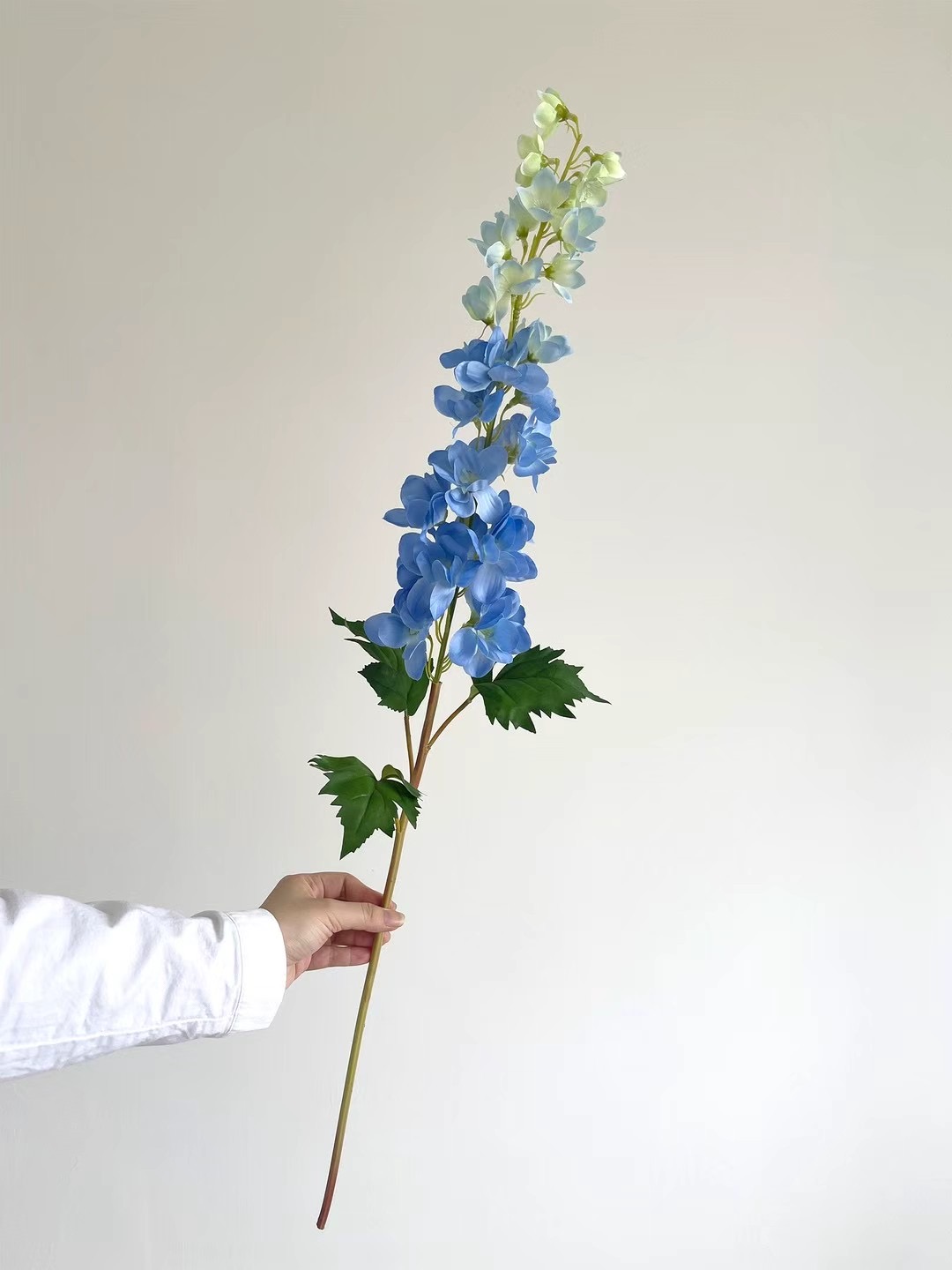Delphinium