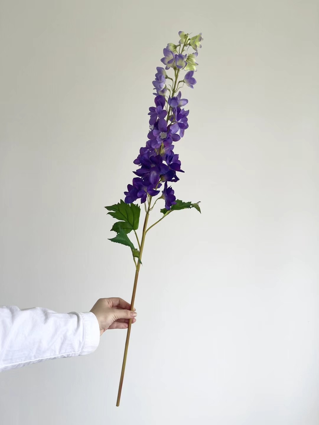 Delphinium