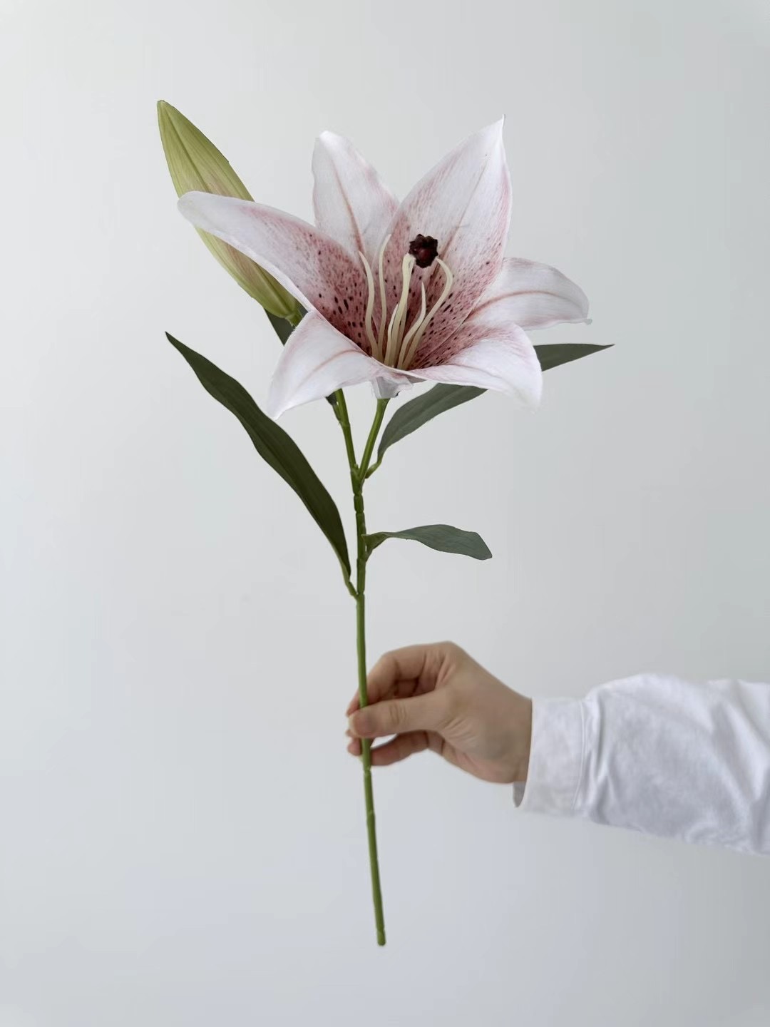 lily