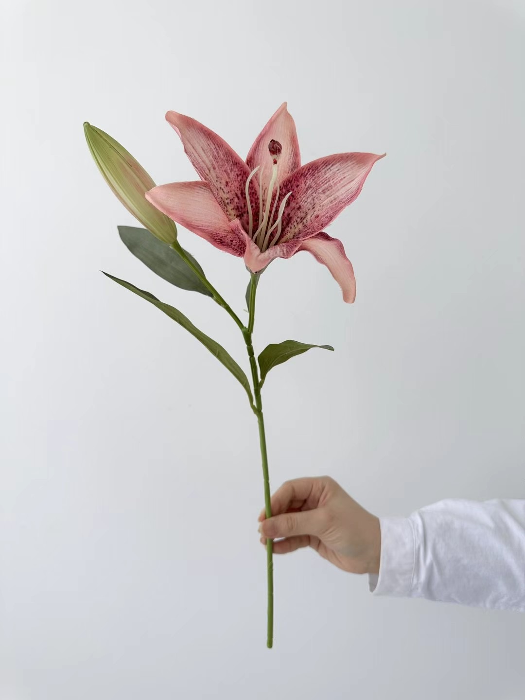 lily