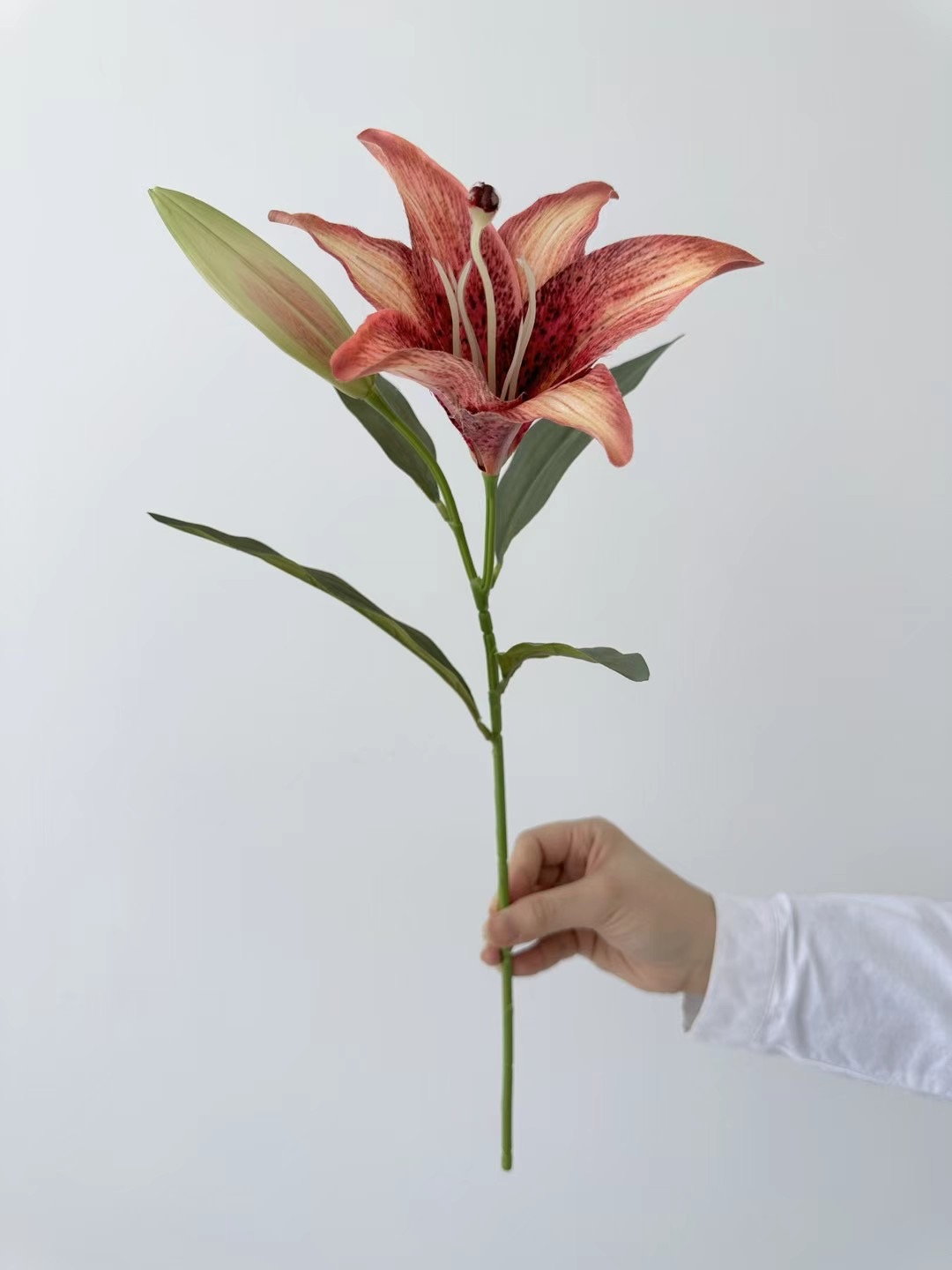 lily