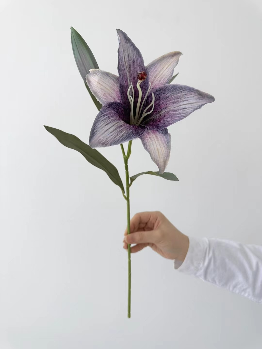 lily