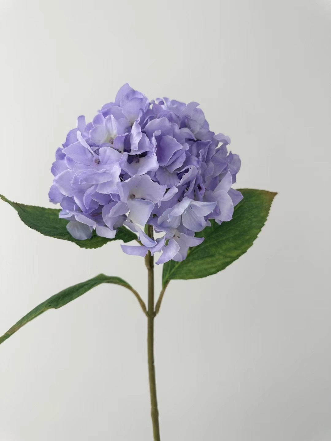 hydrangea stem