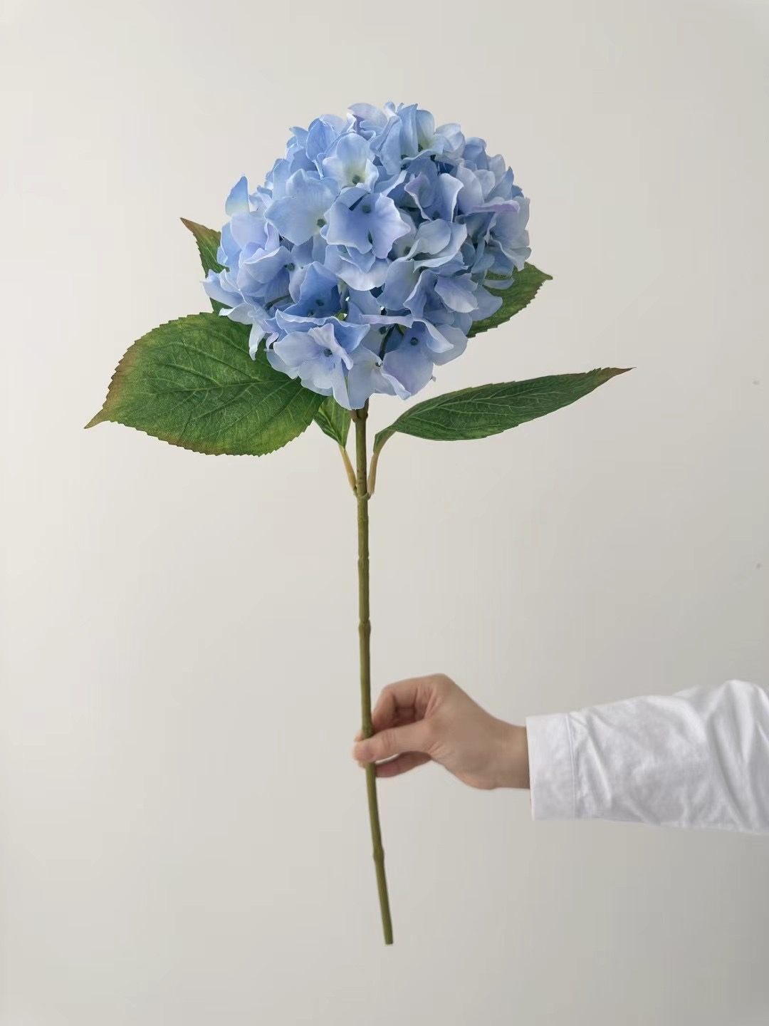 hydrangea stem