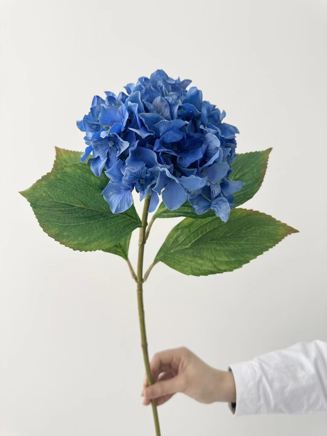 hydrangea stem