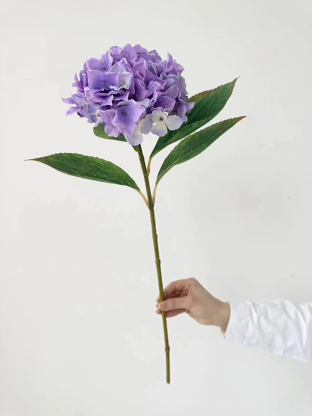 hydrangea stem