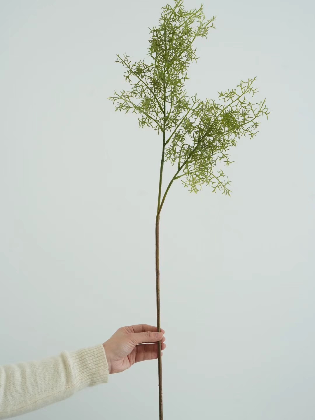 smoke tree