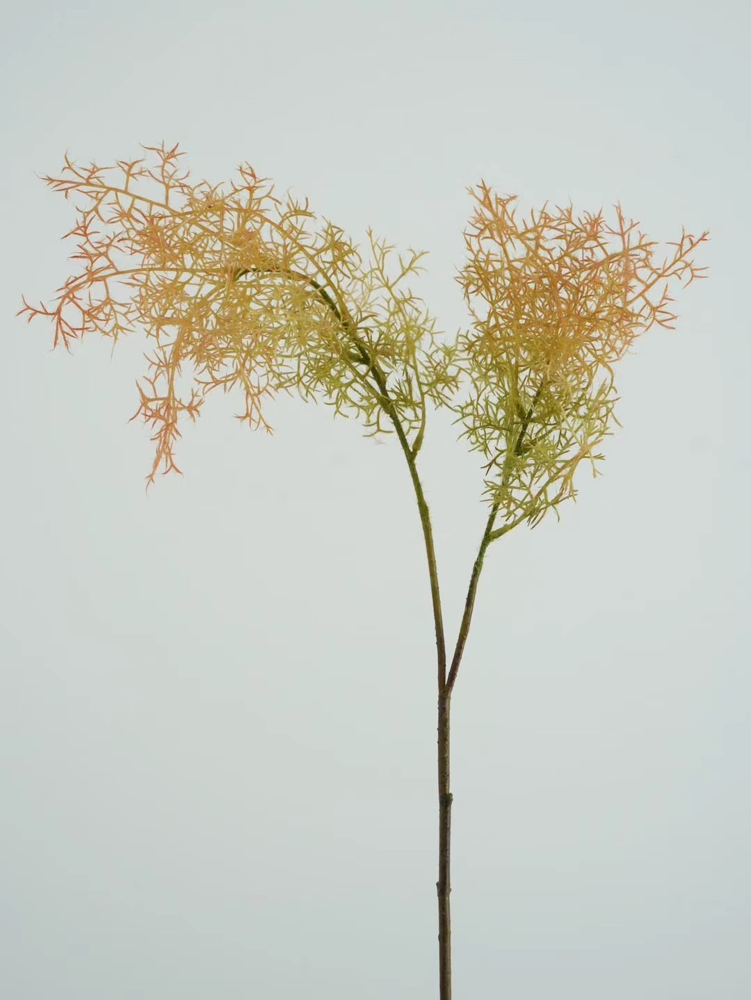 smoke tree