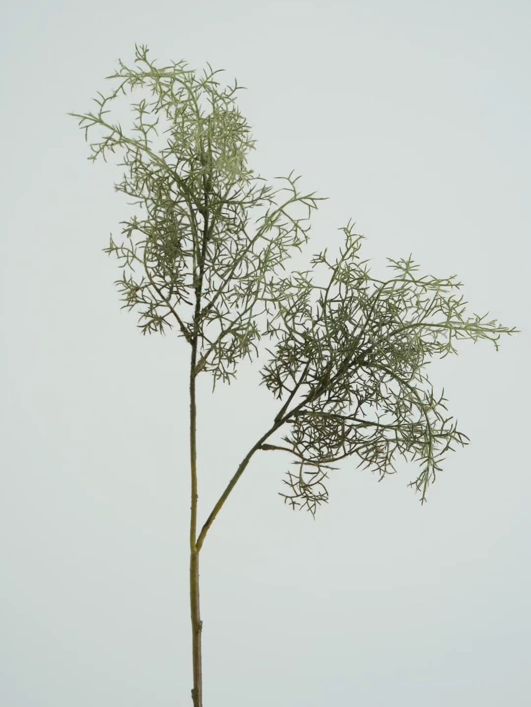 smoke tree