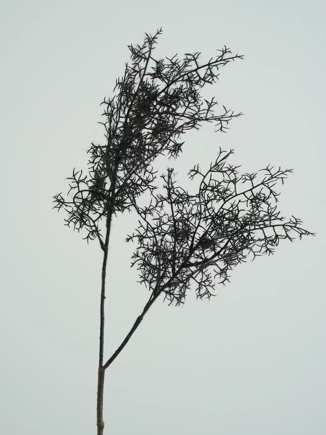 smoke tree