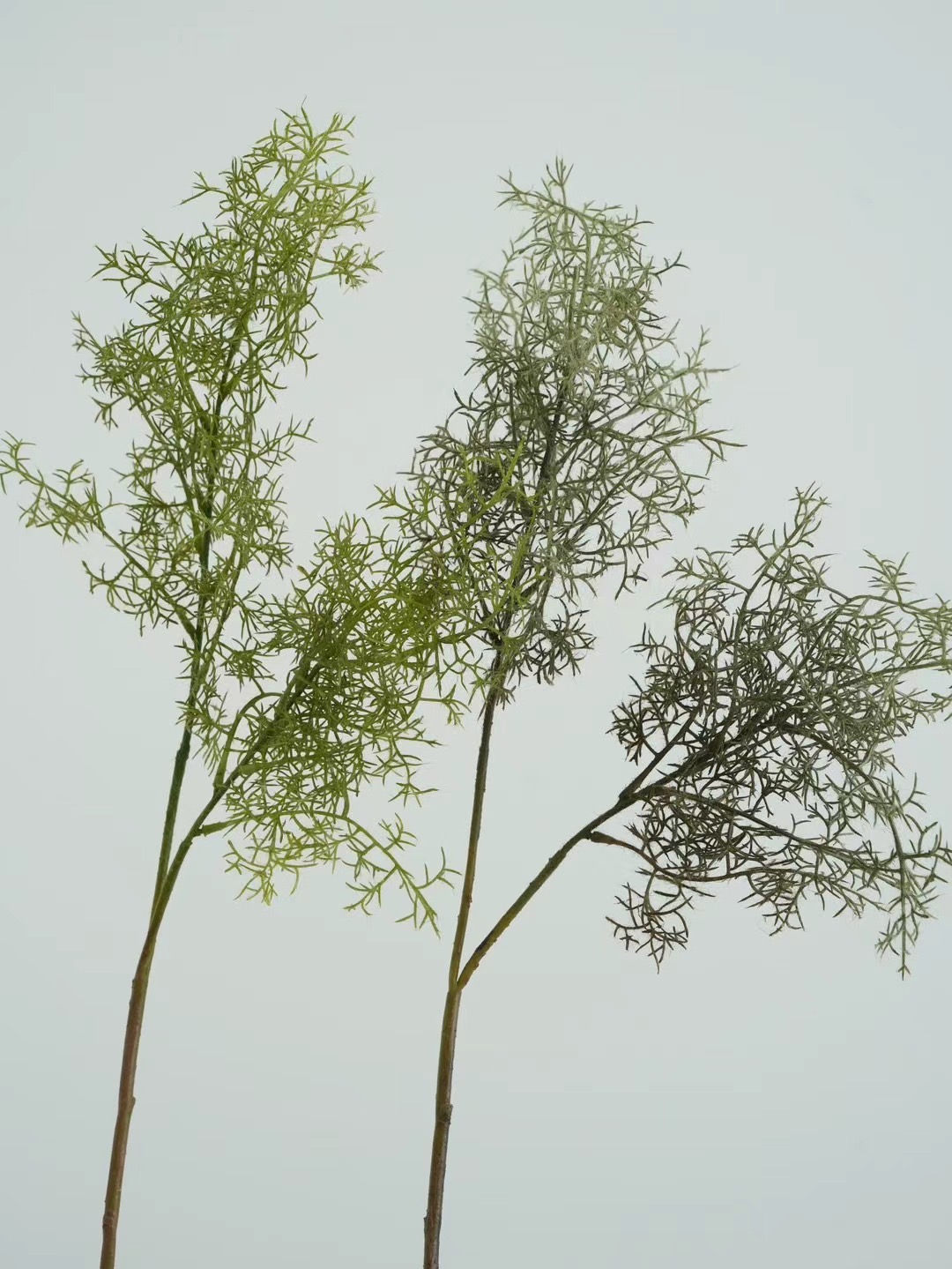 smoke tree