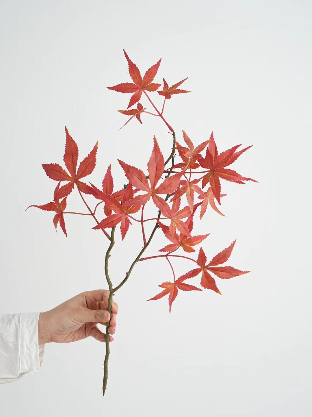 maple leaf