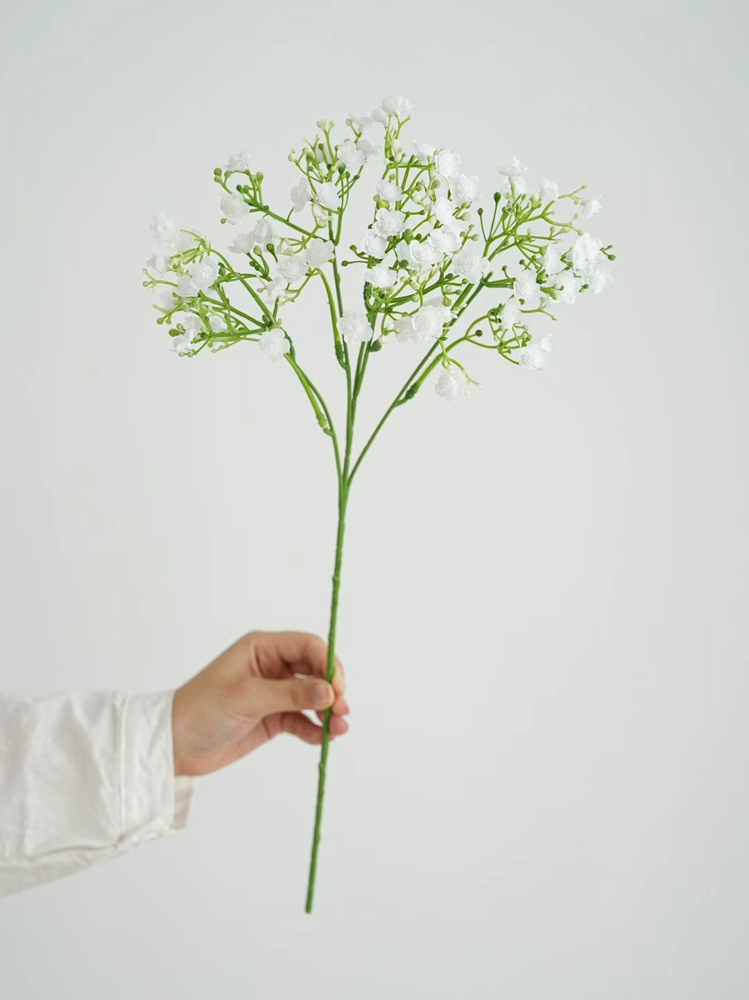 gypsophila