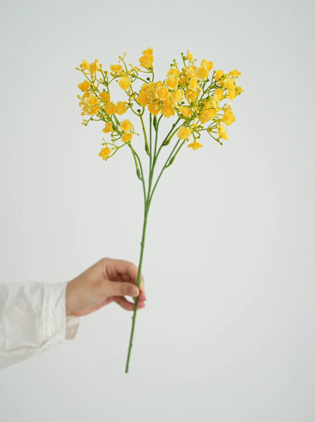 gypsophila