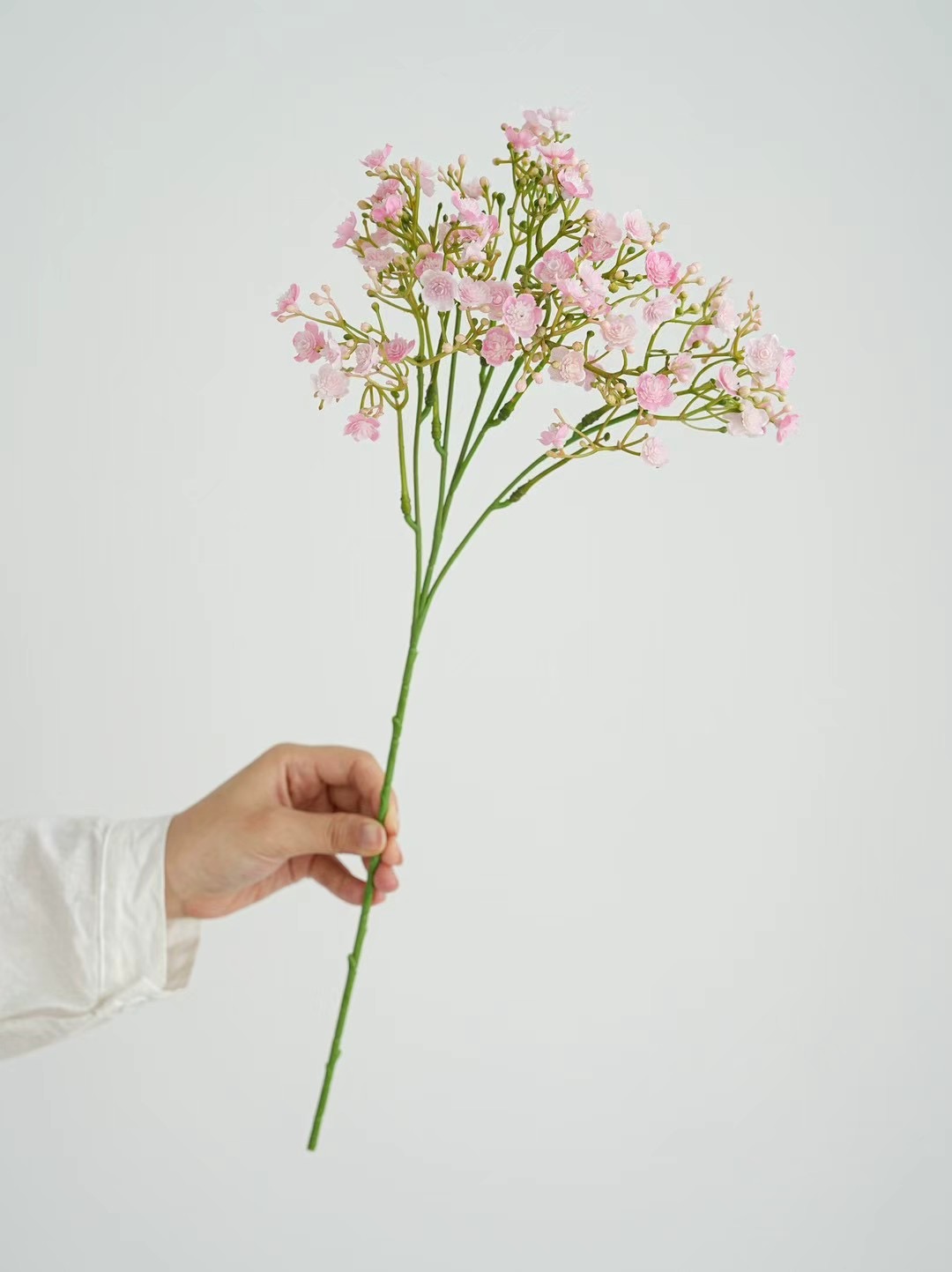 gypsophila
