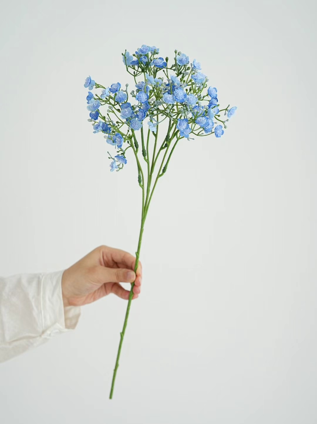gypsophila