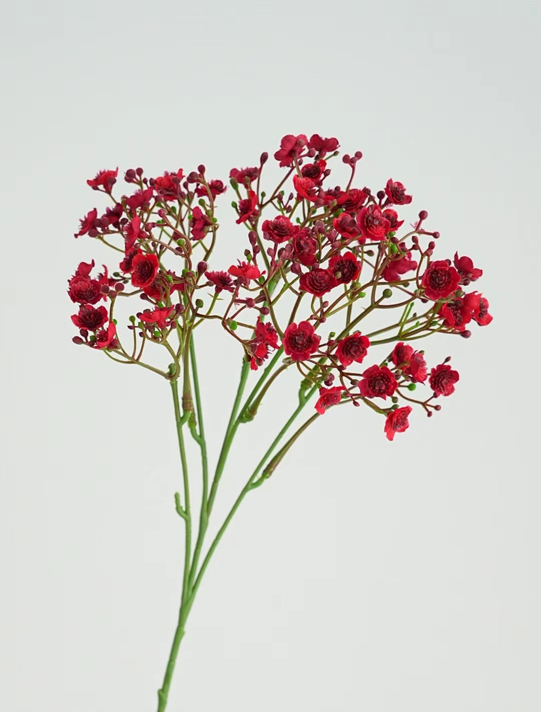 gypsophila