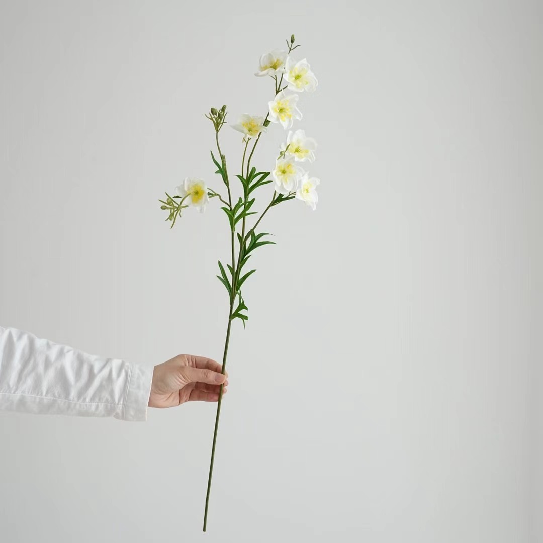 Delphinium