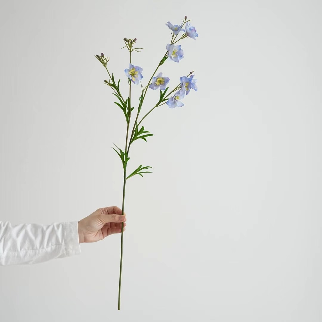 Delphinium
