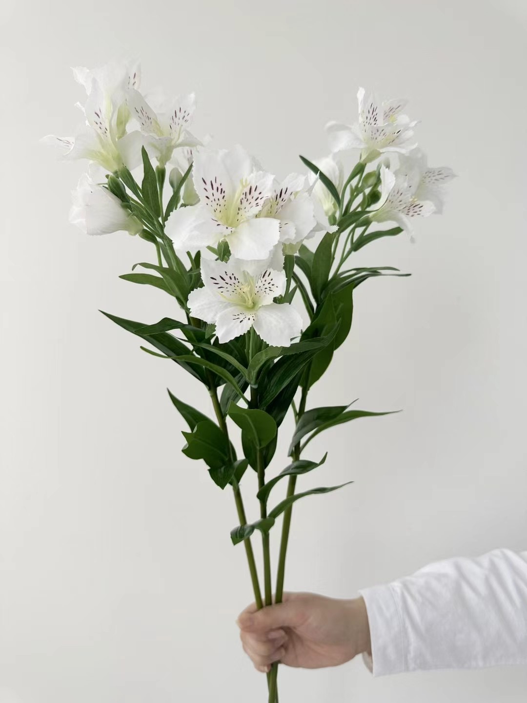 Alstroemeria