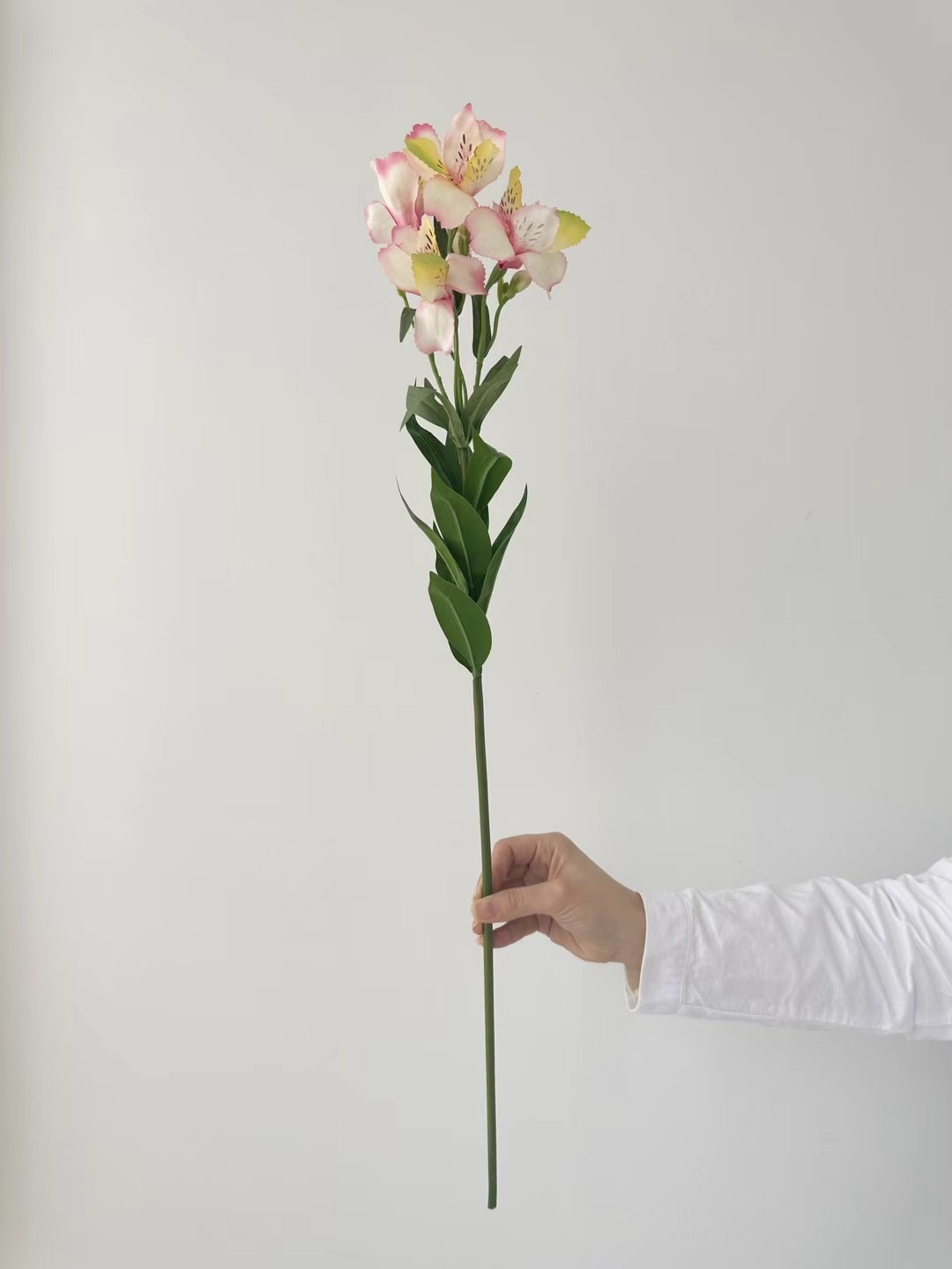 Alstroemeria
