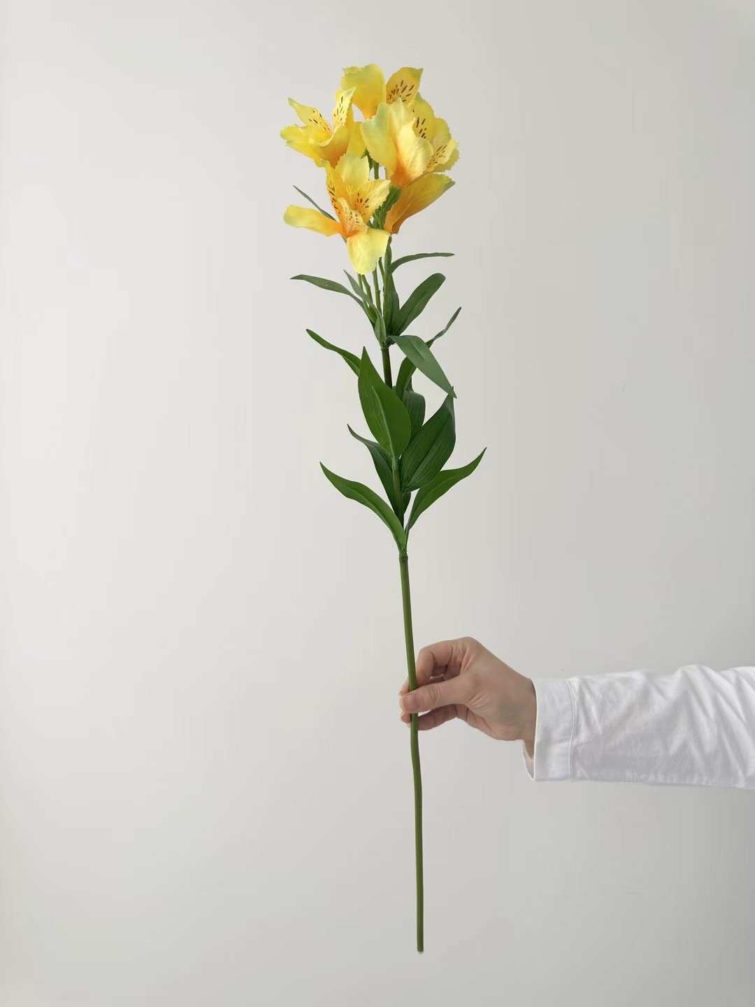 Alstroemeria
