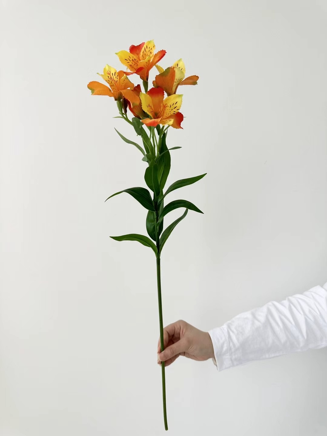 Alstroemeria