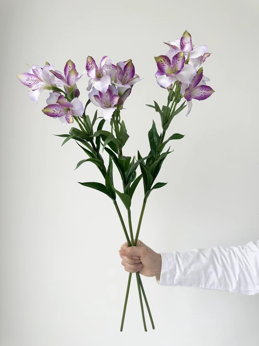 Alstroemeria