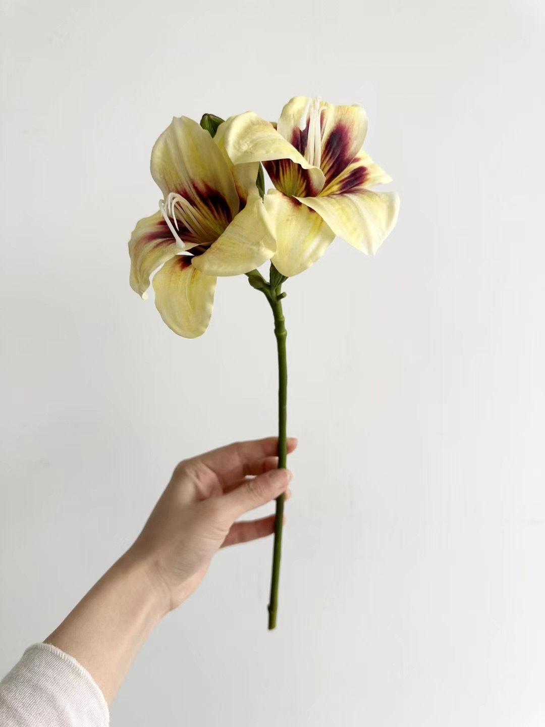 lily