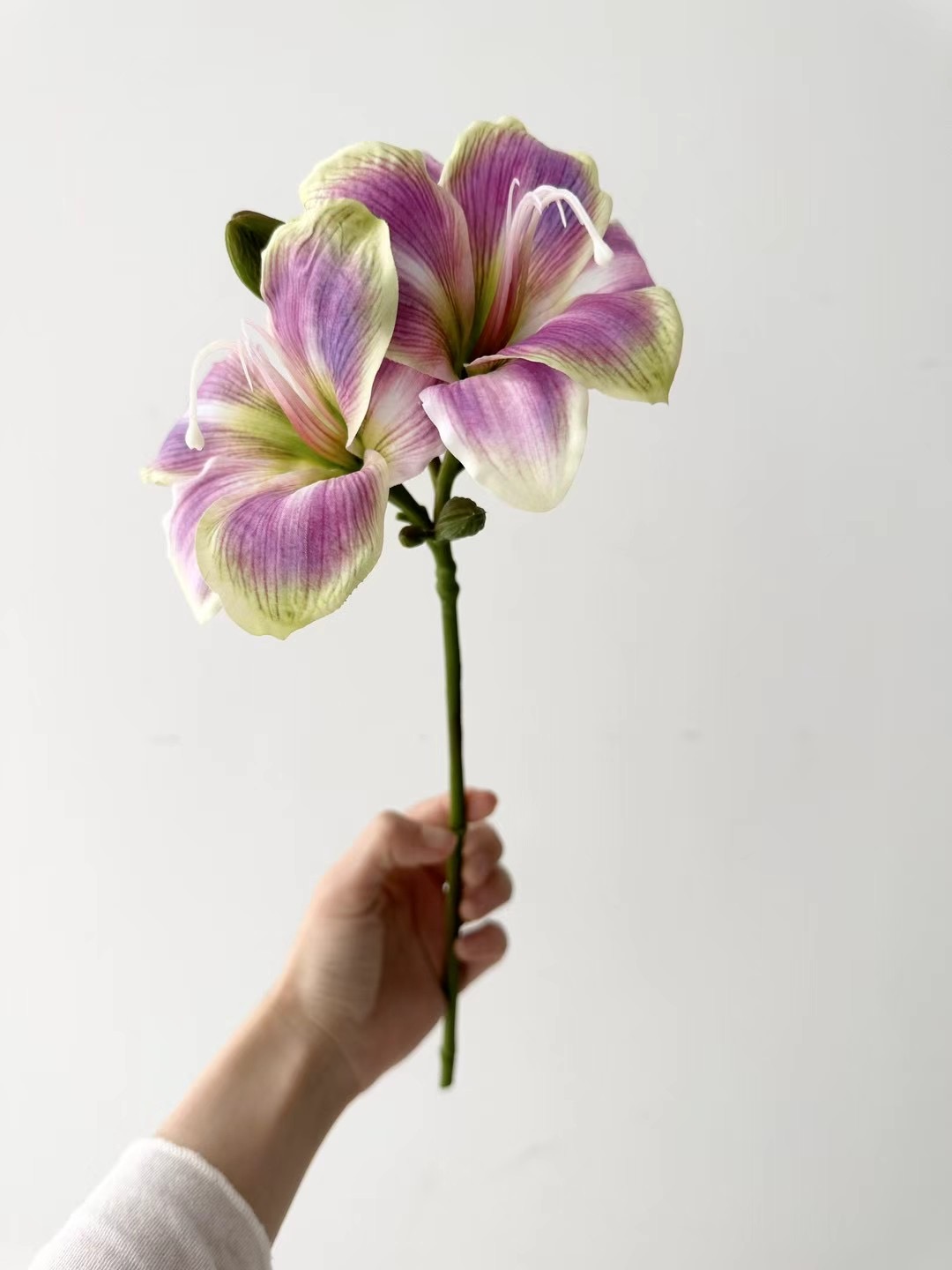 lily