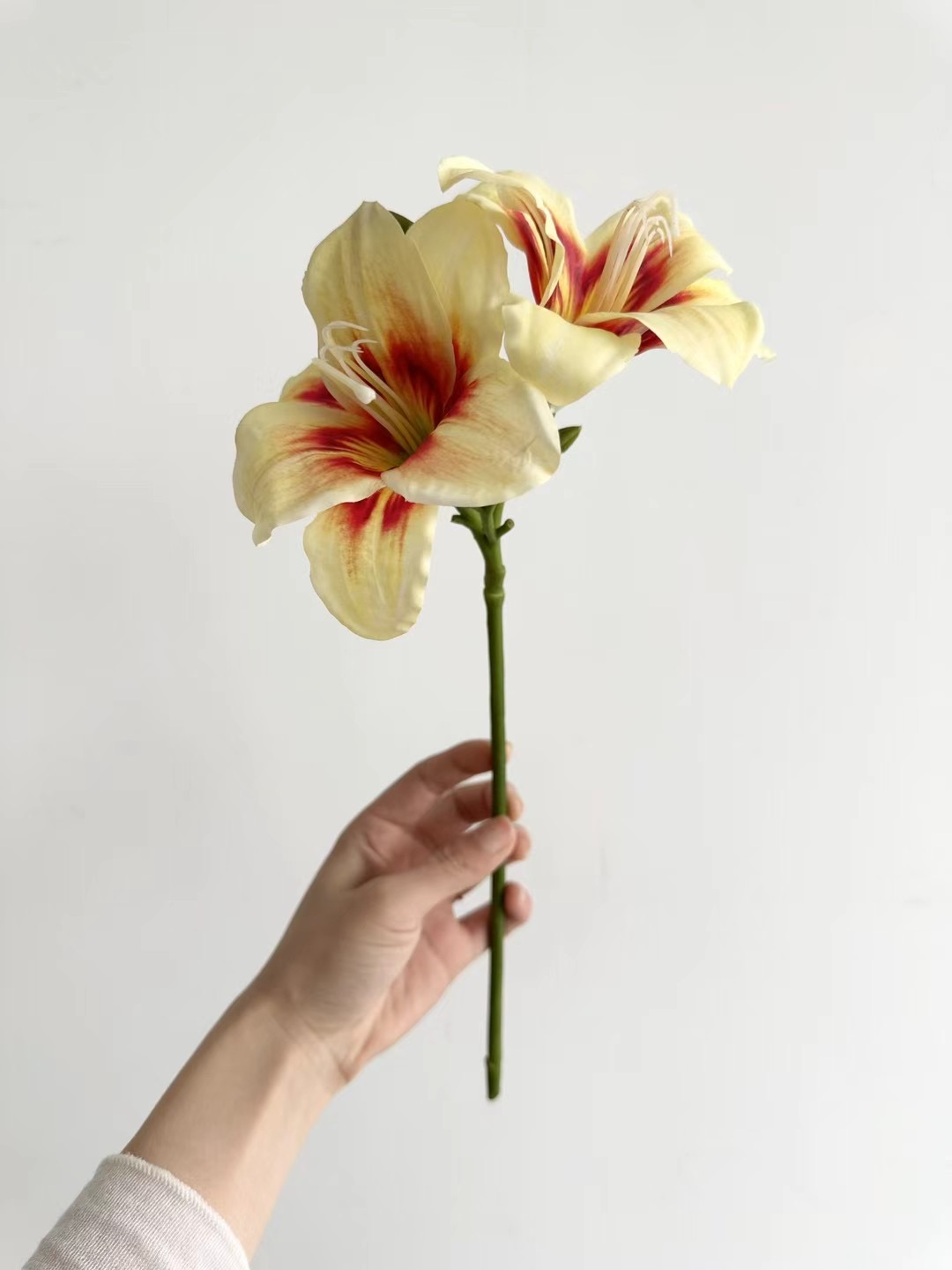 lily