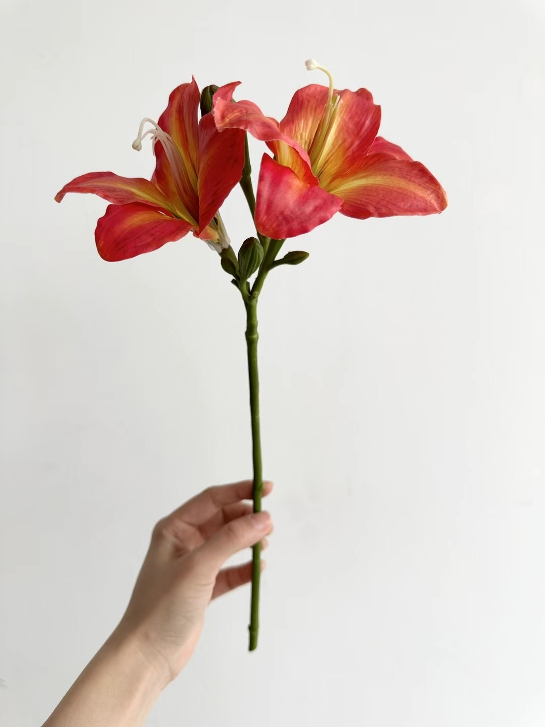 lily