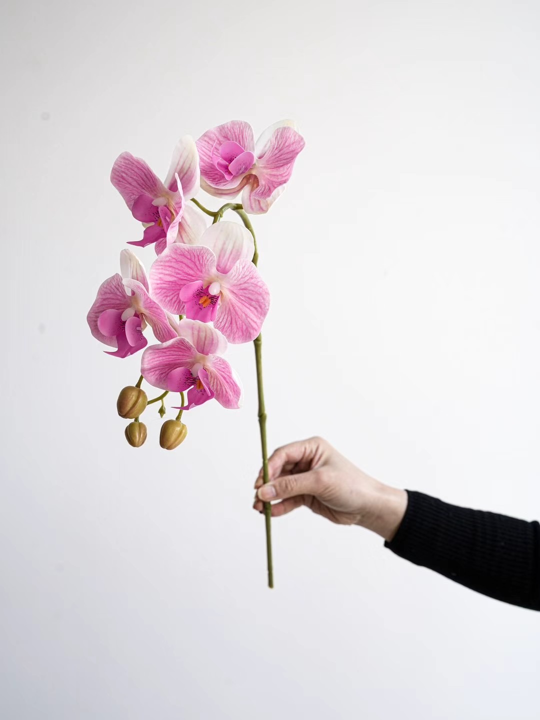 Phalaenopsis