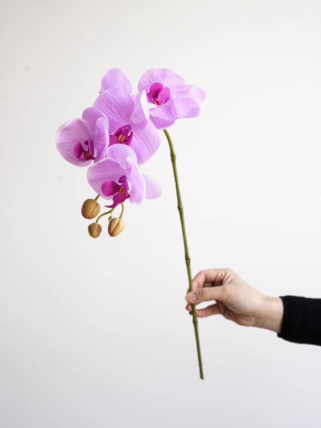 Phalaenopsis