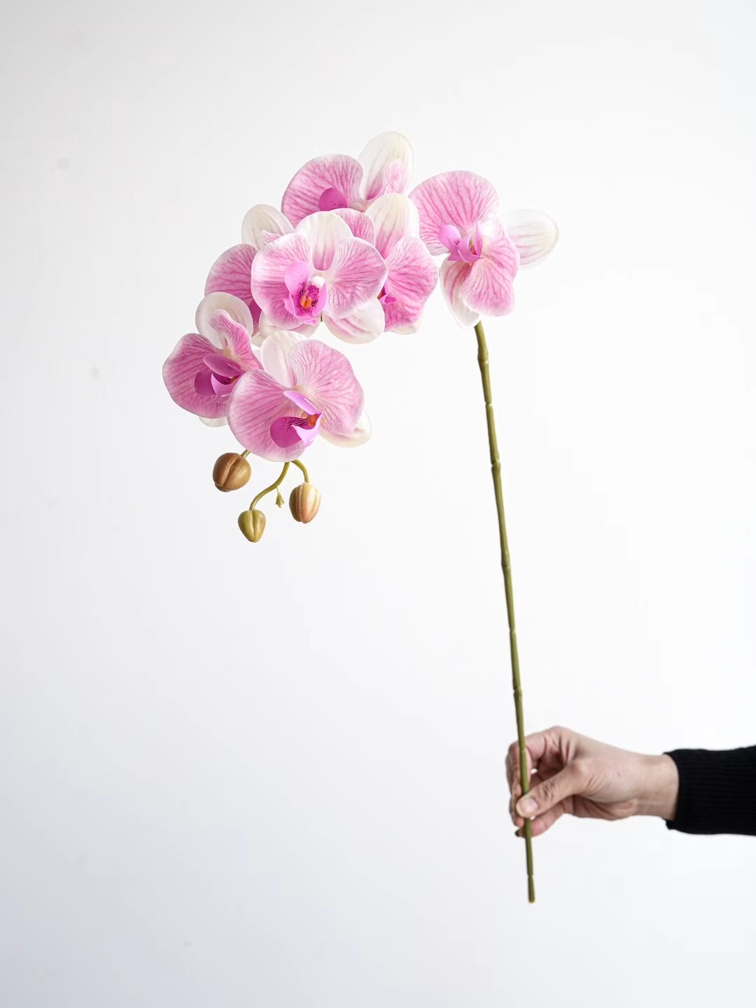 Phalaenopsis