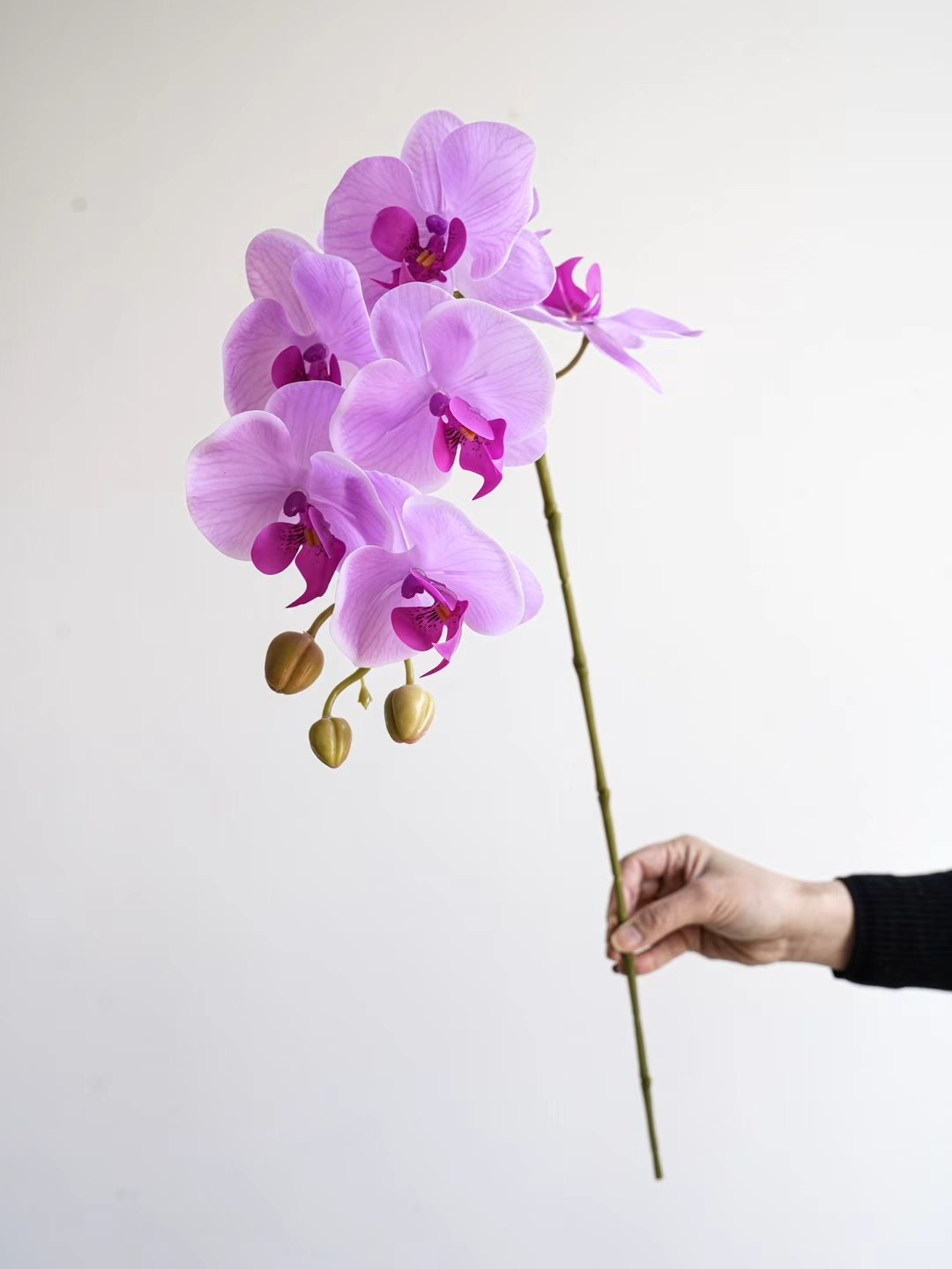 Phalaenopsis