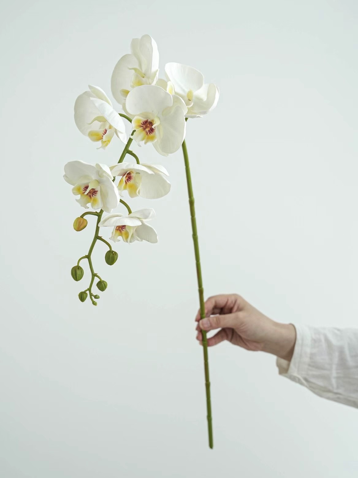 Phalaenopsis