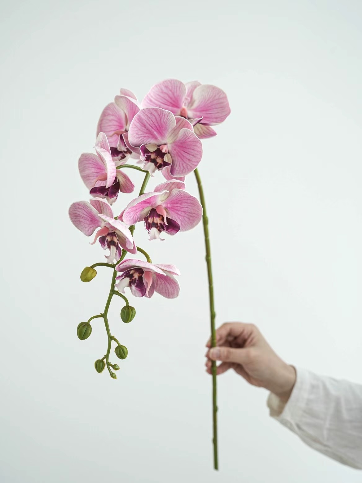 Phalaenopsis