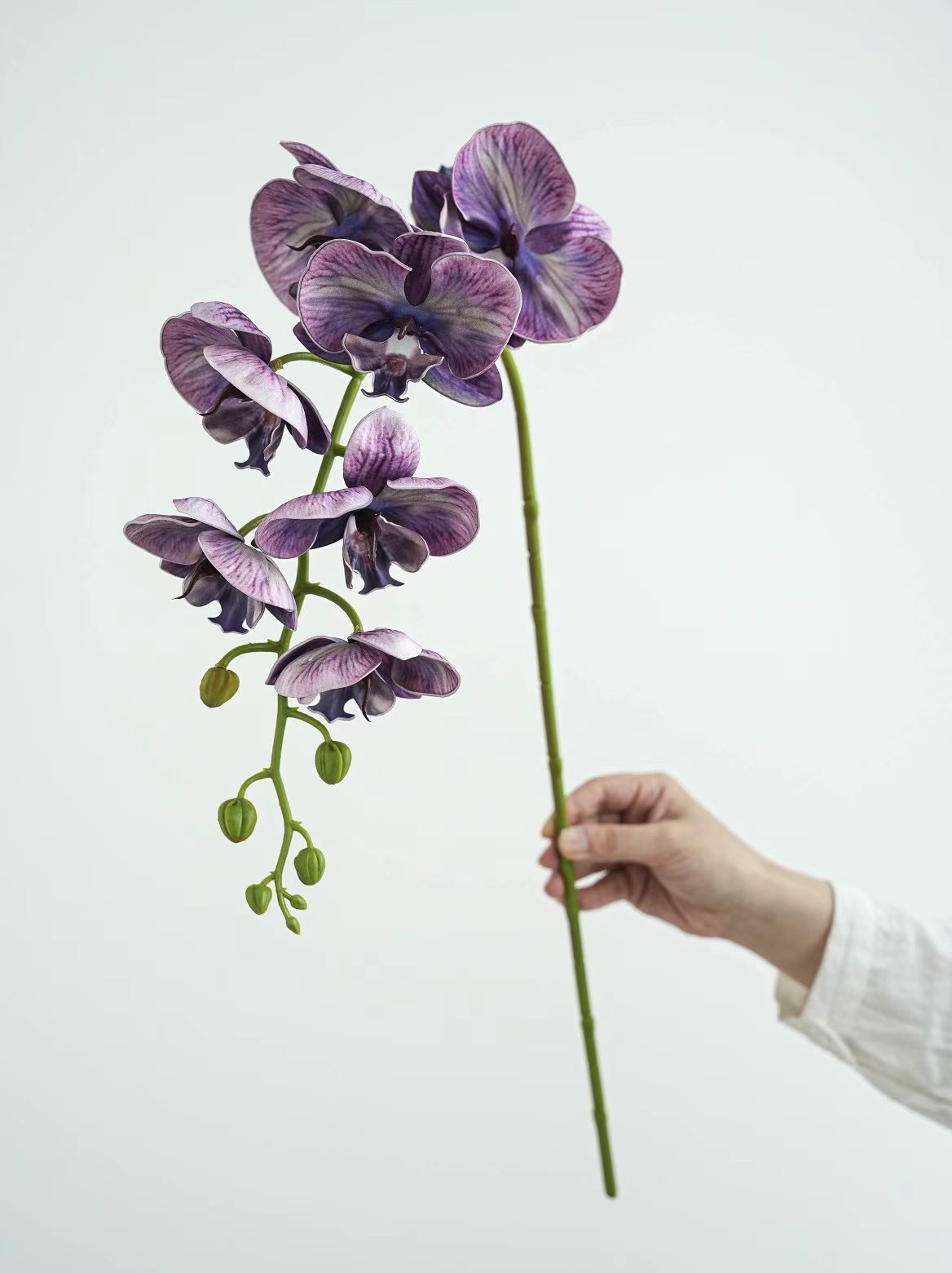 Phalaenopsis