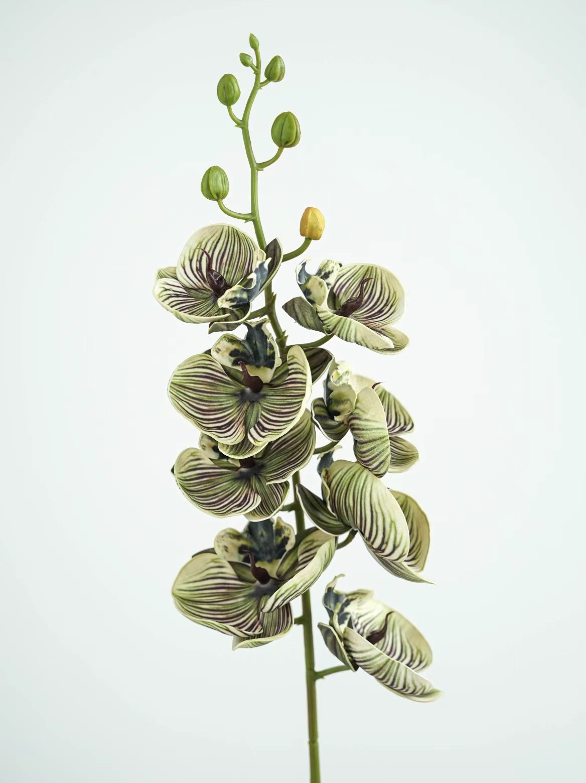 Phalaenopsis