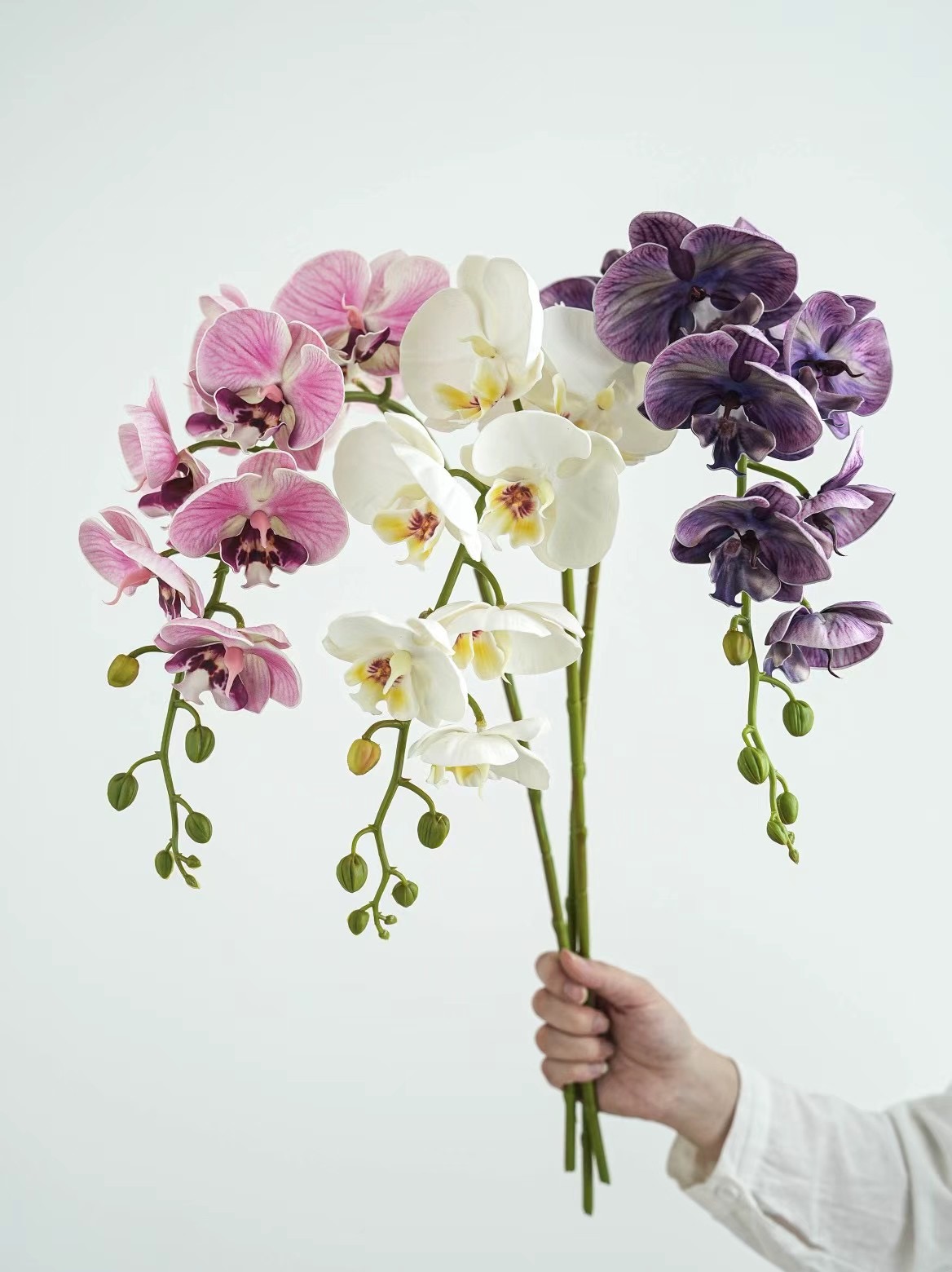 Phalaenopsis