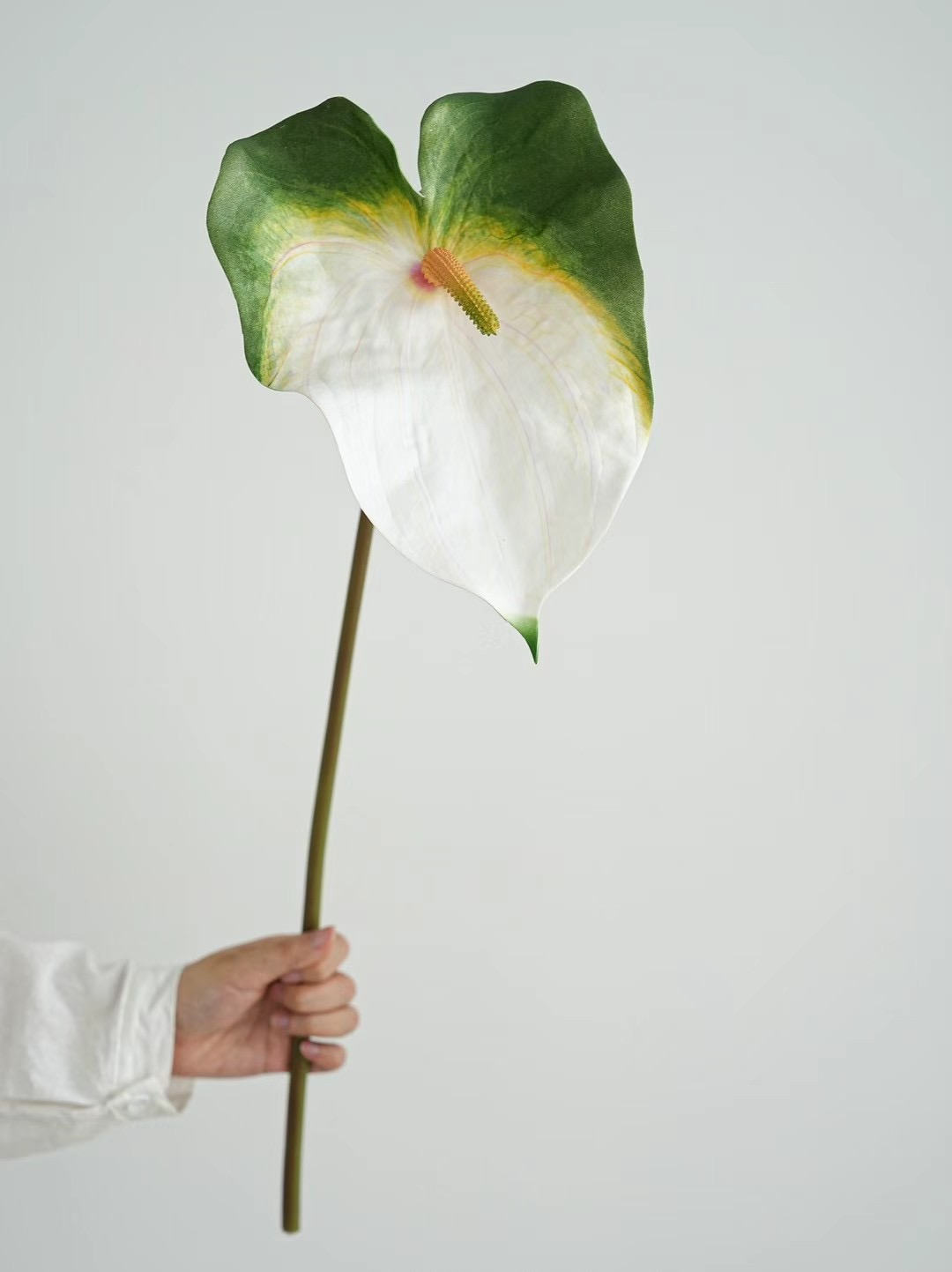Anthurium