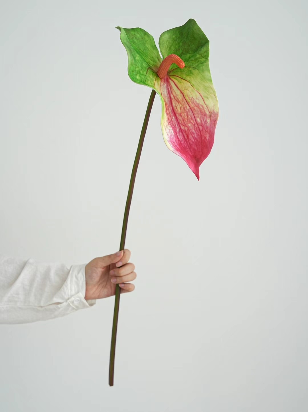 Anthurium