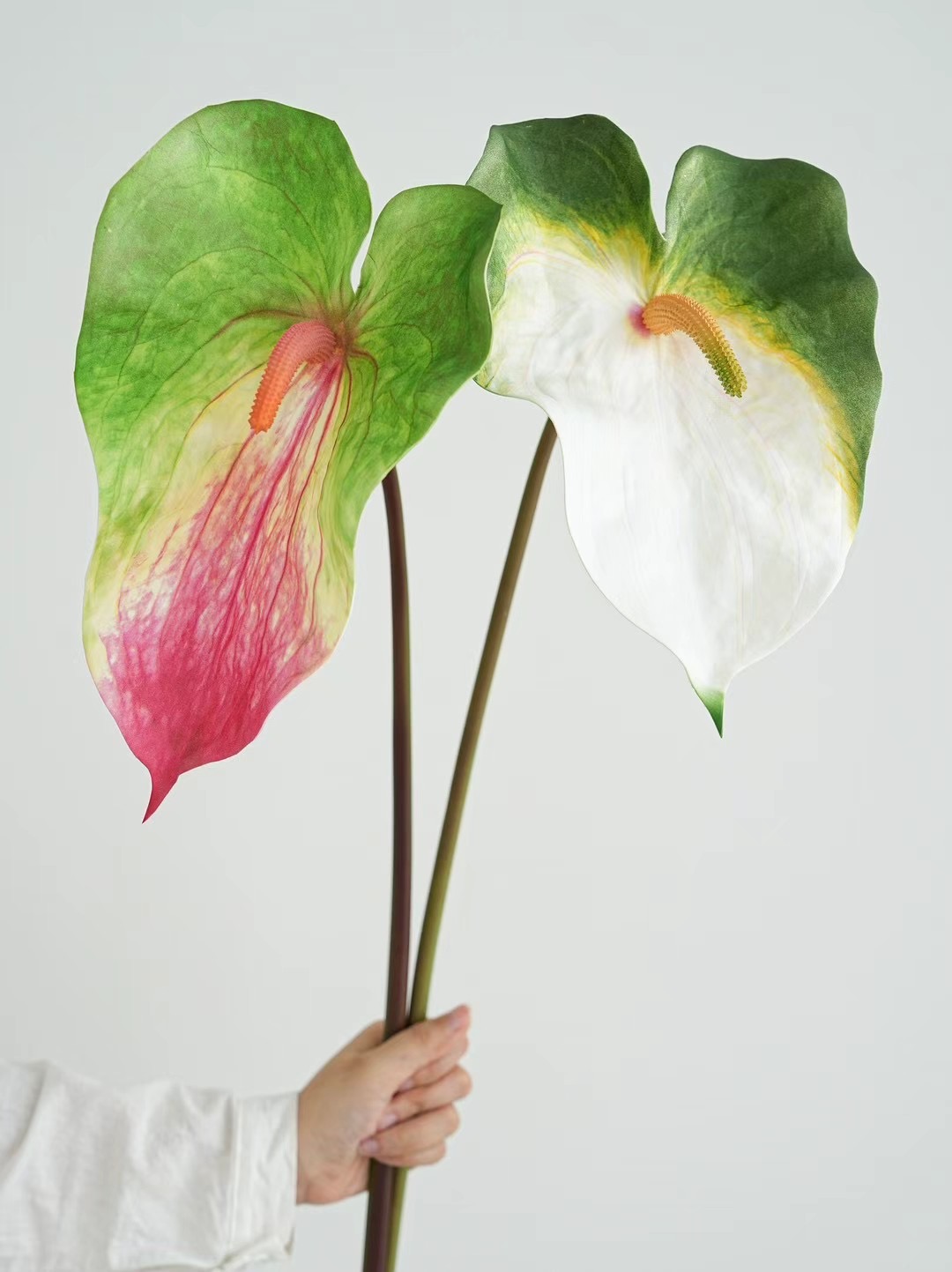 Anthurium