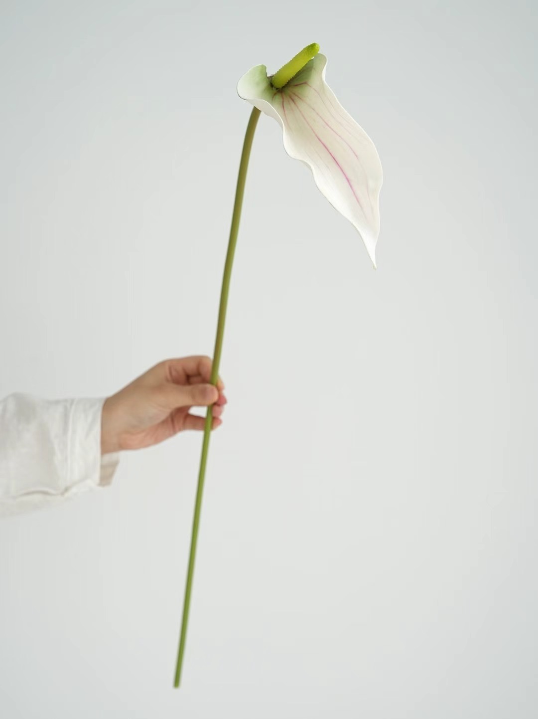 Anthurium